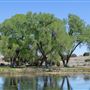 La Mesita Ranch Estate - Pond