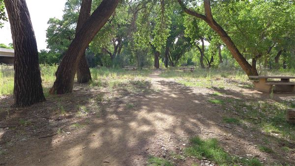 Rio Grande Bosque (at Rio Bravo)